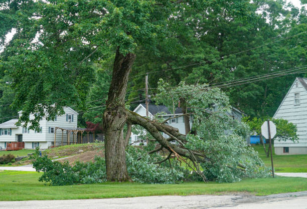 Best Tree Removal  in Sparta, MI